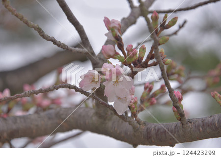 花曇りの候 花曇りの候 124423299