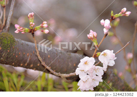 花曇りの候 124423302