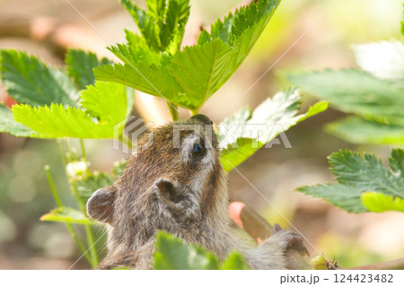 緑の葉を食べようか考えてるリス 緑の葉を食べようか考えてるリス 124423482