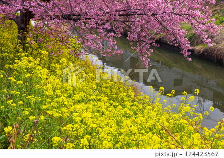埼玉県久喜市鷲宮　青毛堀川沿いの満開の河津桜並木と菜の花畑の景色 124423567