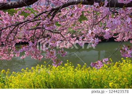 埼玉県久喜市鷲宮 青毛堀川沿いの満開の河津桜並木と菜の花畑の景色 埼玉県久喜市鷲宮 青毛堀川沿いの満開の河津桜並木と菜の花畑の景色 124423578