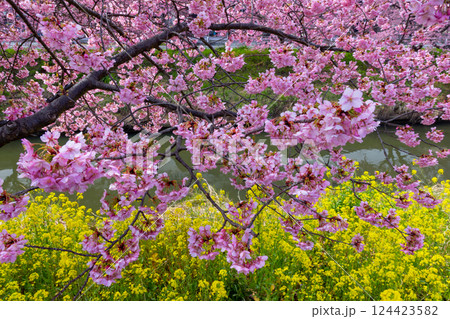 埼玉県久喜市鷲宮 青毛堀川沿いの満開の河津桜並木と菜の花畑の景色 埼玉県久喜市鷲宮 青毛堀川沿いの満開の河津桜並木と菜の花畑の景色 124423582