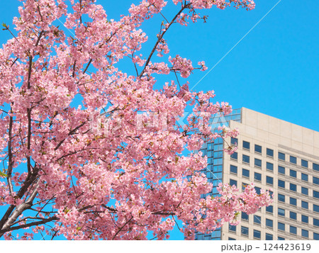 満開の河津桜と城山トラストタワー(2025年3月) 満開の河津桜と城山トラストタワー(2025年3月) 124423619