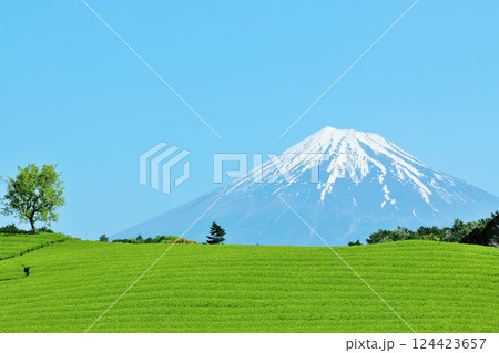 初夏の青空と新緑の茶畑 そして富士山 初夏の青空と新緑の茶畑 そして富士山 124423657