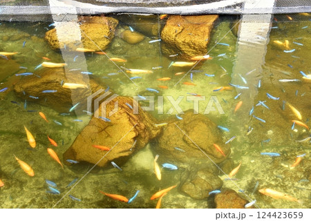 ハワイの休日 124423659