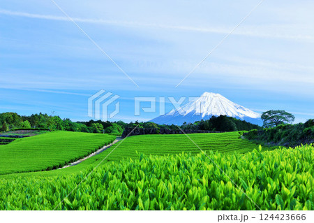 初夏の青空と新緑の茶畑　そして富士山 124423666