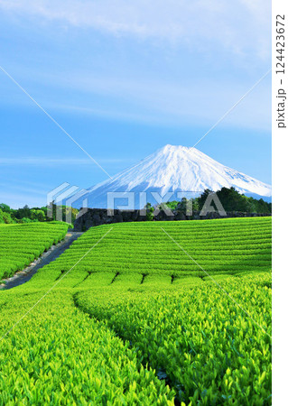 初夏の青空と新緑の茶畑　そして富士山 124423672