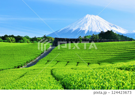 初夏の青空と新緑の茶畑　そして富士山 124423673