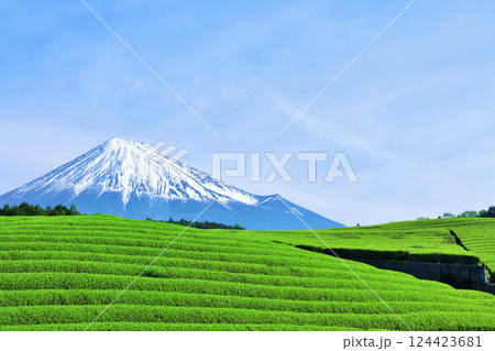 初夏の青空と新緑の茶畑　そして富士山 124423681