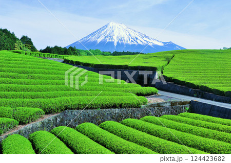 初夏の青空と新緑の茶畑　そして富士山 124423682