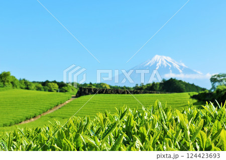 初夏の青空と新緑の茶畑　そして富士山 124423693