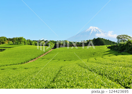 初夏の青空と新緑の茶畑　そして富士山 124423695