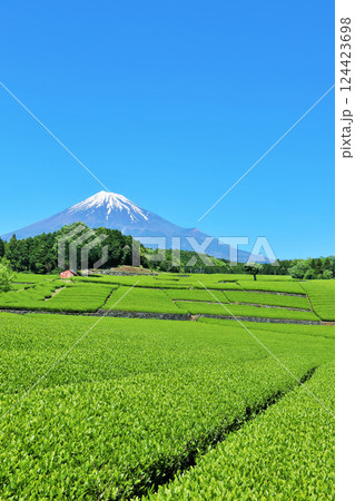 初夏の青空と新緑の茶畑 そして富士山 初夏の青空と新緑の茶畑 そして富士山 124423698