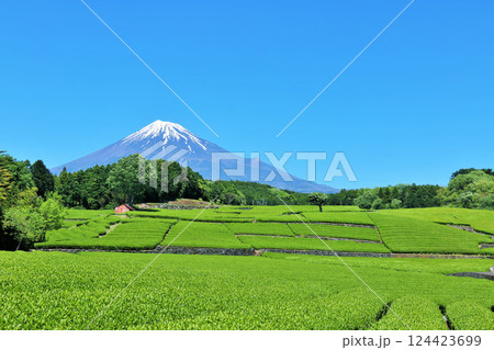 初夏の青空と新緑の茶畑　そして富士山 124423699