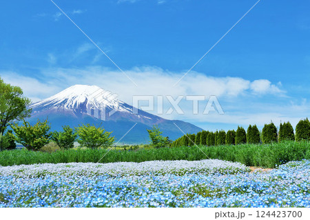 初夏の青空と満開のネモフィラ そして富士山 初夏の青空と満開のネモフィラ そして富士山 124423700
