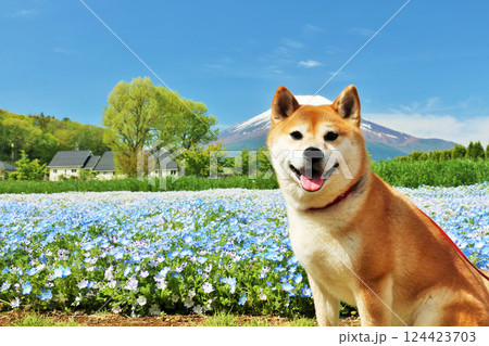 青空のネモフィラと柴犬　そして富士山 124423703