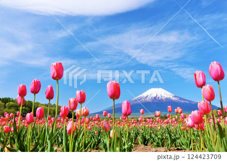 春の青空と満開のチューリップ　そして富士山 124423709