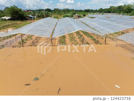 Flooding destroys roses and other flowers farm in Chiang Mai Thailand. Flooding destroys roses and other flowers farm in Chiang Mai Thailand. 124423738