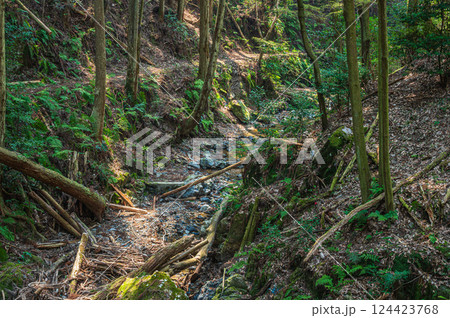 宇治のハイキングコースもみじ谷　東海自然歩道　京都府宇治市 124423768