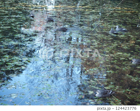 水面 124423776