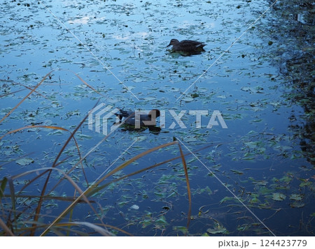 水面 124423779