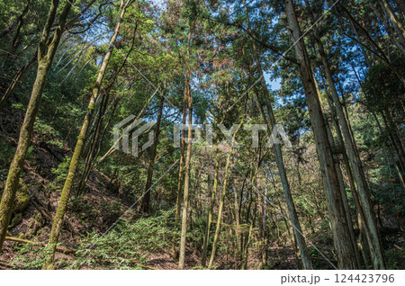 もみじ谷山林風景　京都府宇治市 124423796