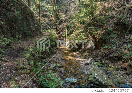 宇治のハイキングコースもみじ谷　東海自然歩道　京都府宇治市 124423797