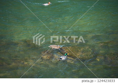 宇治川の鴨　マガモ 124423833