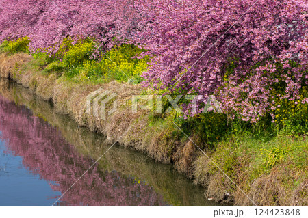 埼玉県久喜市鷲宮　青毛堀川沿いの満開の河津桜並木と菜の花畑、および川面の水鏡の景色 124423848