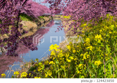 埼玉県久喜市鷲宮　青毛堀川沿いの満開の河津桜並木と菜の花畑、および川面の水鏡の景色 124423850