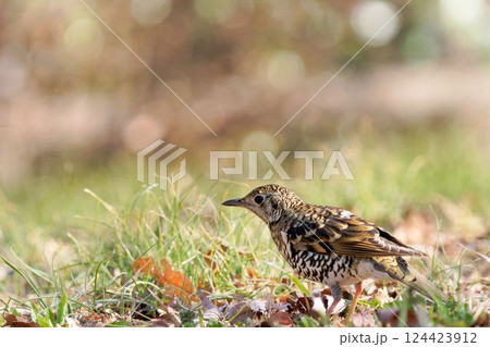 トラツグミ 124423912