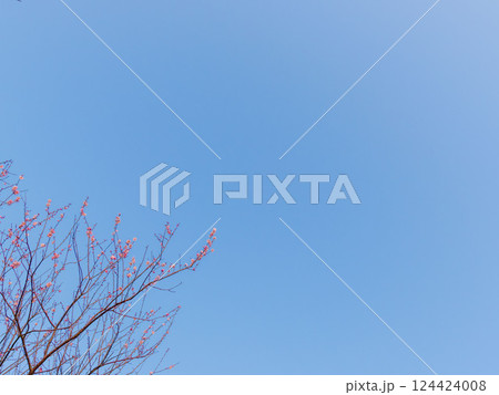 雲の無い青空と梅の花 124424008