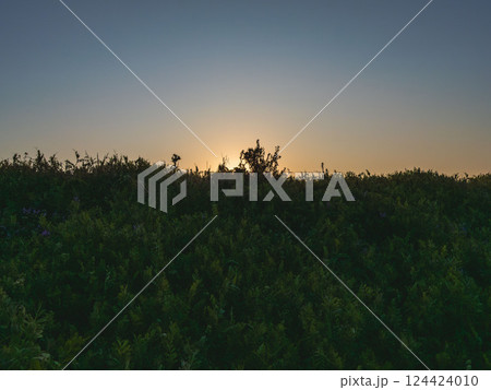 草地に朝日が昇る02 124424010