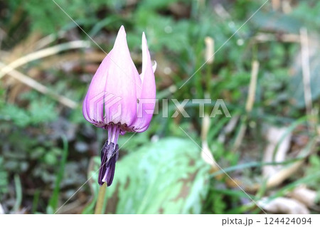 春爛漫!今年も咲き始めたカタクリ（片栗） 124424094