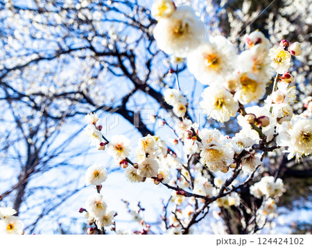 春の訪れを告げる満開の清楚な白梅 春の訪れを告げる満開の清楚な白梅 124424102