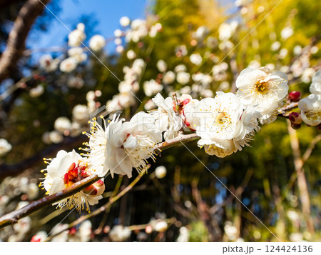 春の訪れを告げる満開の清楚な白梅 春の訪れを告げる満開の清楚な白梅 124424136
