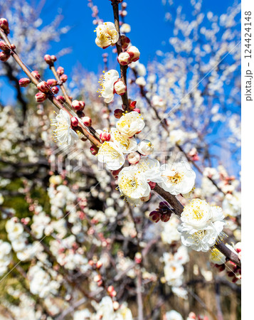 春の訪れを告げる満開の清楚な白梅 124424148