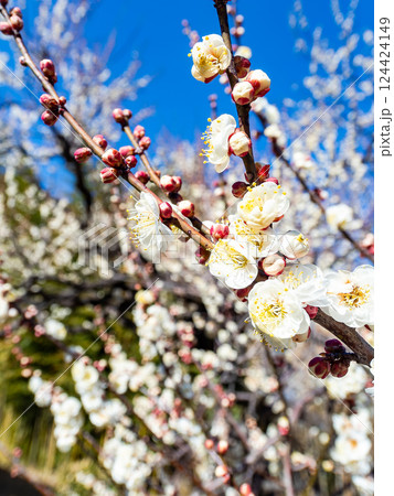春の訪れを告げる満開の清楚な白梅 124424149