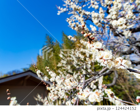 春の訪れを告げる満開の清楚な白梅 124424152