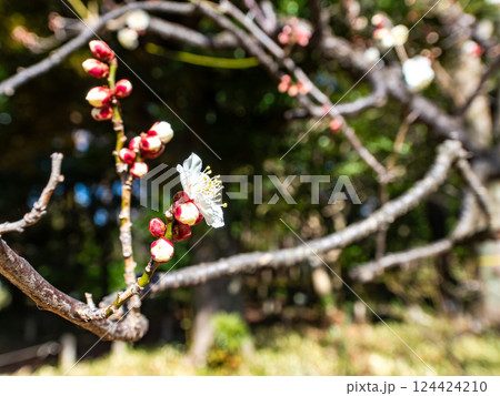 新春にいよいよ咲き始めた美しい梅の花 新春にいよいよ咲き始めた美しい梅の花 124424210