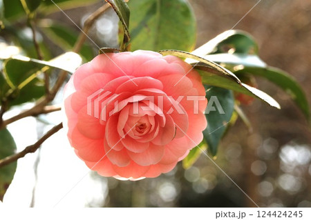 日陰にひっそりと咲くオトメツバキ（乙女椿） 124424245