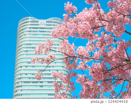満開の河津桜と仙石山森タワー(2025年3月) 満開の河津桜と仙石山森タワー(2025年3月) 124424410