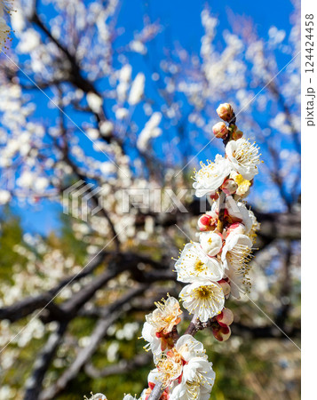 春の訪れを告げる満開の清楚な白梅 春の訪れを告げる満開の清楚な白梅 124424458