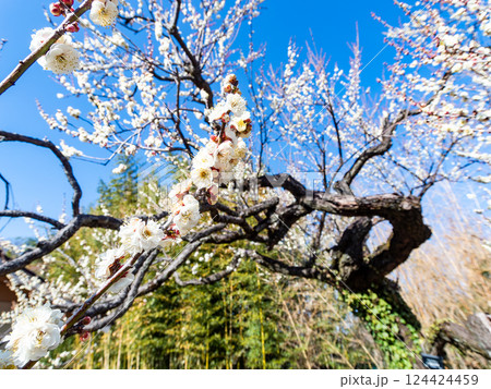 春の訪れを告げる満開の清楚な白梅 124424459