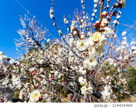 春の訪れを告げる満開の清楚な白梅 124424464