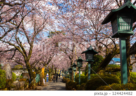 埼玉県川口市安行原　海寿山満福寺密蔵院　参道の安行桜並木と灯籠の列 124424482