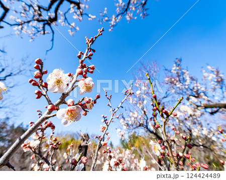 新春にいよいよ咲き始めた美しい梅の花 新春にいよいよ咲き始めた美しい梅の花 124424489