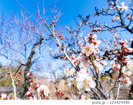 新春にいよいよ咲き始めた美しい梅の花 124424490