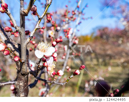 新春にいよいよ咲き始めた美しい梅の花 124424495