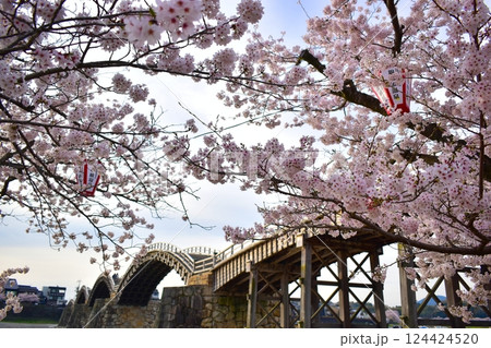 桜 さくら サクラ 錦帯橋 山口 桜 さくら サクラ 錦帯橋 山口 124424520